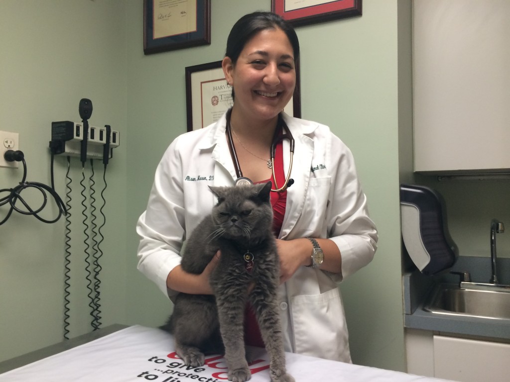 Cobble Hill Vet Animal Clinic Brooklyn's Best Ways to Pamper Your Pet 
